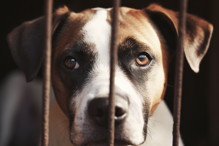 chien derrière les barreaux d'une cage